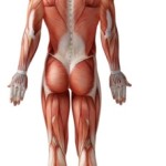human_muscles_posterior_view