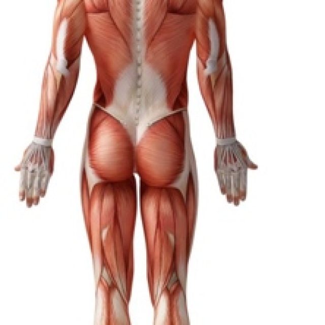 human_muscles_posterior_view